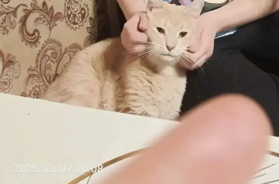 Пропал кот Симба, СПб