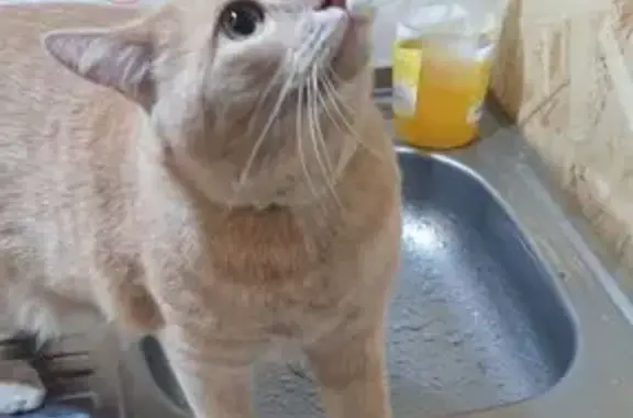 Кошки потеряшки, Чепошское, фото: Потеряшка рыжая кошка, 15 Км Чемальский тракт