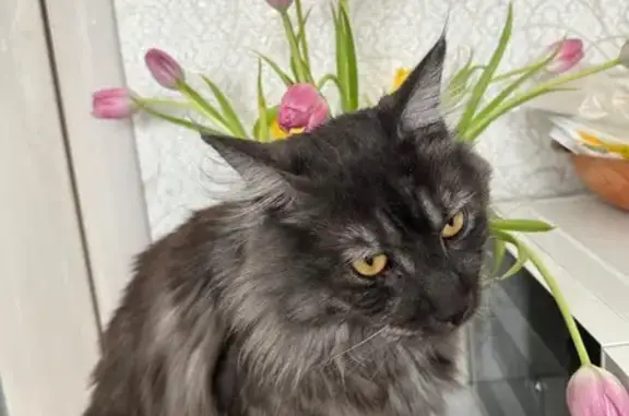 Потерянные животные Комсомольск-на-Амуре, фото: Пропала кошка, Аллея Труда, 49а