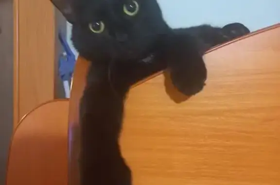 Пропала кошка, ул. Печорская, 4, Сыктывкар