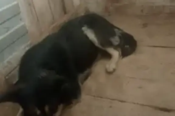 Найдена собака, Камышлов, фото: Собака найдена: Ирбитская 66, Камышлов