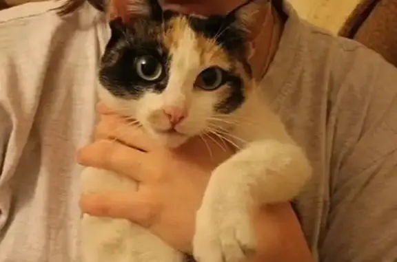 Кошки потеряшки, Назарово, фото: Потеряшка кошка, Назарово, Кольцевая 2А