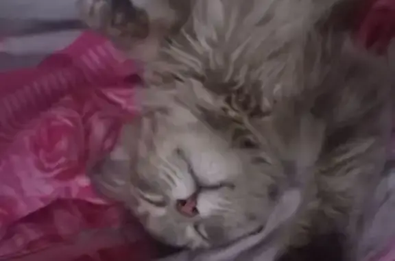 Потерянные животные Фролы, фото: Пропала кошка, Садовая 14, Фролы