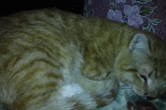 Крупный рыжий кот найден на Седова, 40