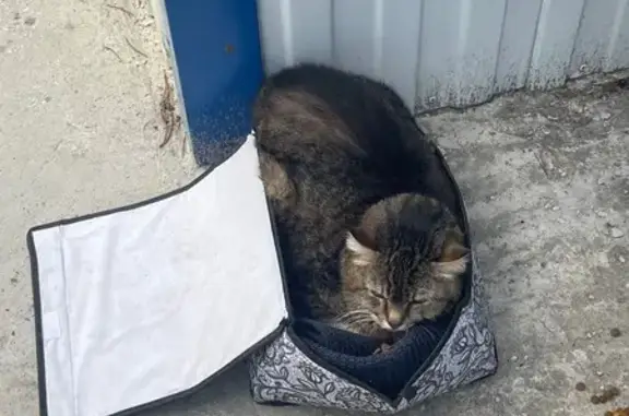 Кошка найдена: Отрадный пер., Сайгатина - photo