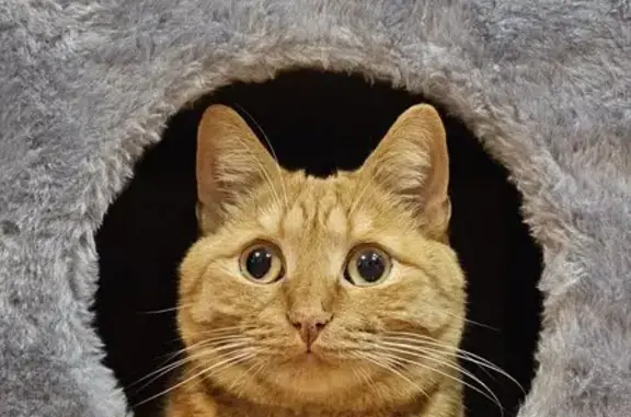 Пропала кошка на Костонаева, 33, Новосиб.