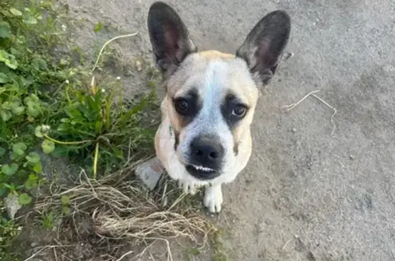 Собака найдена у шайбы, Менделеева 139 37