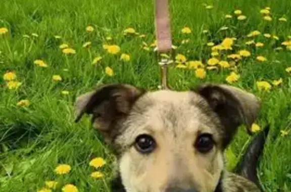 Найденные животные Комсомольск-на-Амуре, фото: Собака найдена на пр. Ленина, 39, Комсомольск-на-Амуре