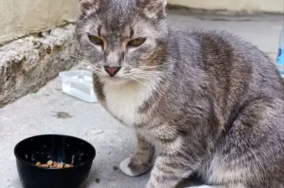 Найдена кошка, Санкт-Петербург, фото: Кошка найдена на Литейном пр., д.28/1