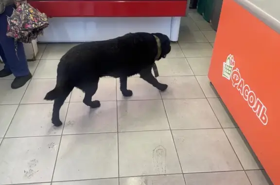 Найдена собака, ул. Доронина 29А, Ярославль