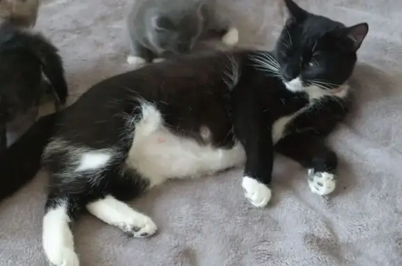 Кошки потеряшки, , фото: Потеряшка черно-белая кошка, ул. Победы 33