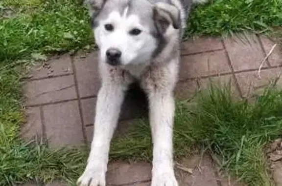 Найдена собака, Клубня, фото: Светло-серый пёс найден на Красной, 19