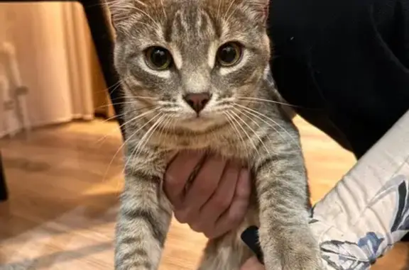 Кошка найдена на Транспортной 3Б, Оренбург