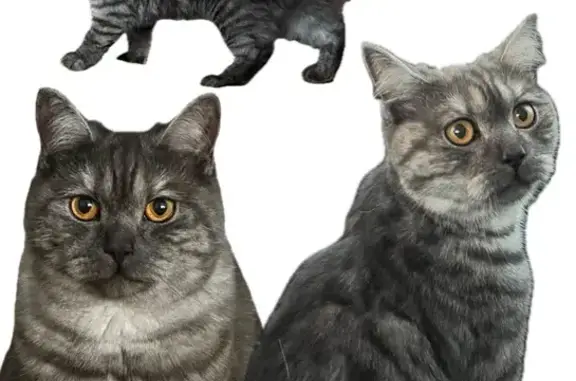 Пропала кошка, Вишневая 31, Туймазы
