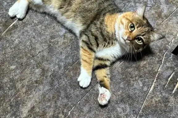 Кошки потеряшки, Гостагаевская, фото: Потеряшка кошка, Анапская ул., 41