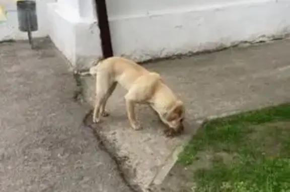 Бежевый пёс у пр. Чекистов, 38, Краснодар