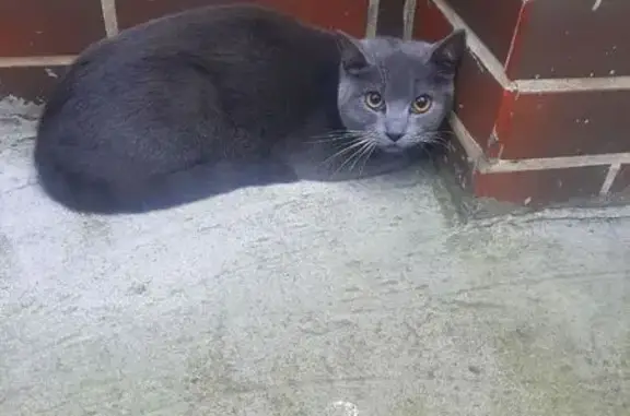 Кошка найдена, ул. Сергеева 8, Калининград