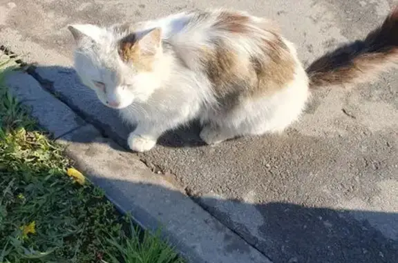 Кошка найдена: Чебоксары, ул. Калинина, 97