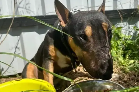 Собака найдена у дач QUAI, Волгоградская обл.