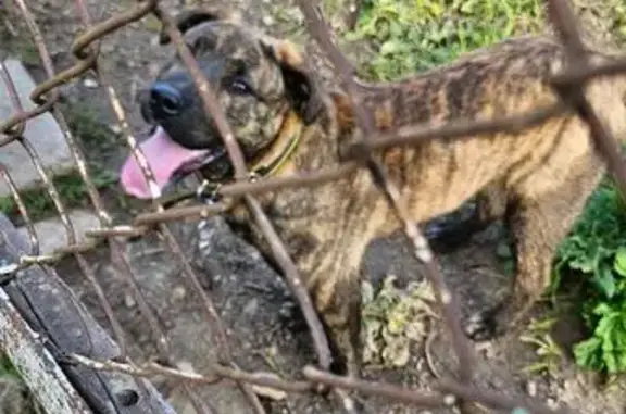 Собака найдена: Пятницкое шоссе, 22а