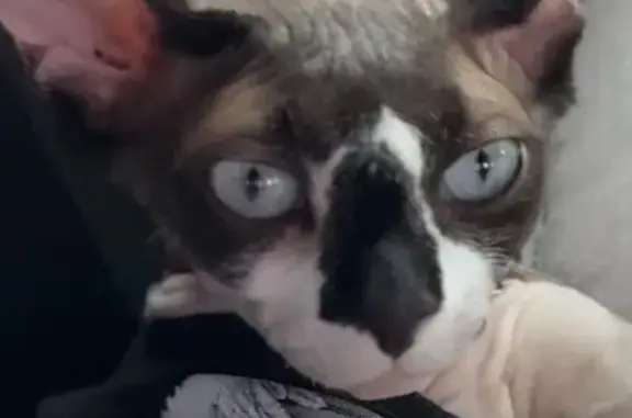 Кошки потеряшки, Кущевская, фото: Потеряшка кошка по адресу Дорожный пер., 5