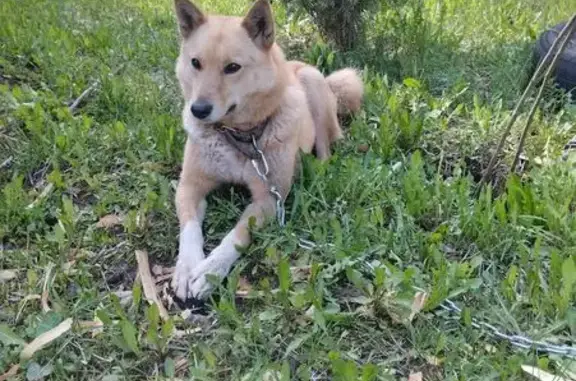 Собака найдена на Рейдовой, 16, Киров
