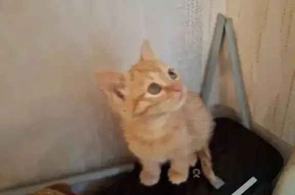 Кошка найдена, Мигаловская наб., 10, Тверь