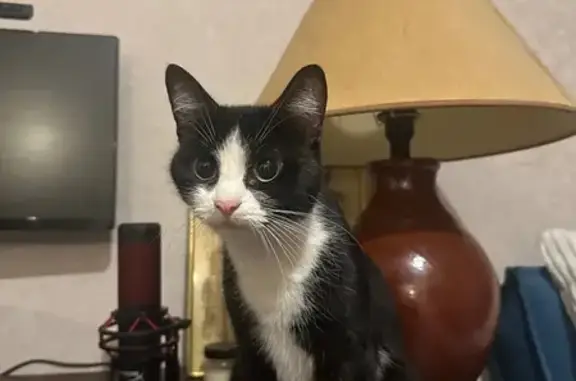 Кошка найдена на Просвещения, 78