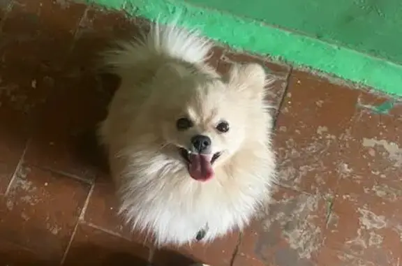 Найденные животные Переславль-Залесский, фото: Шпиц найден на Кооперативной, 64, Переславль