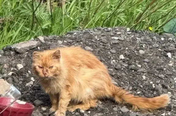 Кошка найдена в СНТ Вятичи, МО