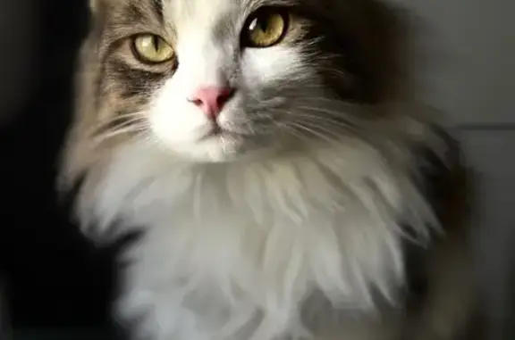 Пропала кошка, ул. Шестакова, 2, Воронеж