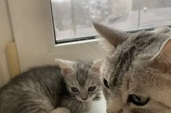 Кошки потеряшки, Саратов, фото: Потеряшка кошка, Свинцовая ул., д. 5/15