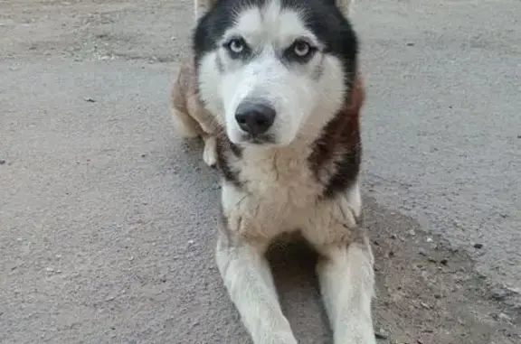 Хаски найден на Вятской, 112, Ростов-на-Дону