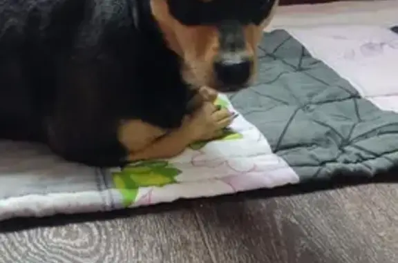 Срочно! Найдена собака, Коммунальная 7