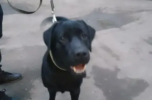 Найдена собака на ул. Гуртьева, 3А, Омск