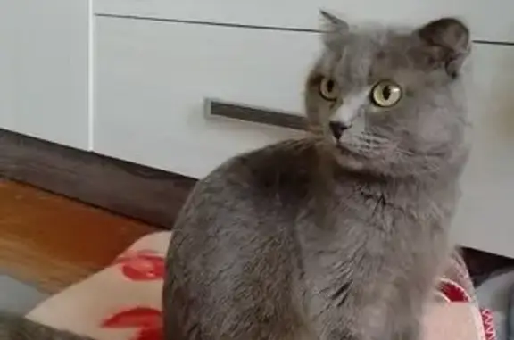 Найдена кошка, Ижевск, фото: Кошка найдена на ул. Кутузова, 26, Ижевск