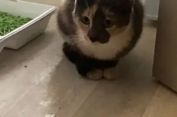 Кошка найдена у лифта, Аптекарская 35