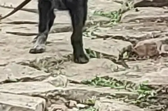 Щенок найден на Колотилова, 50, Энгельс