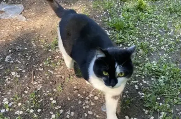 Кошка найдена: ул. Маршака, 26, Воронеж