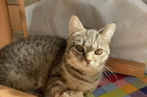 Кошки потеряшки, Воронежская область, фото: Потеряшка кошка Марта, Новая Осиновка