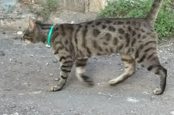 Кошка найдена: Моршанское шоссе, 6Б