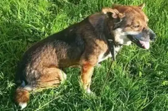 Собака найдена: Советская 54, Столбище