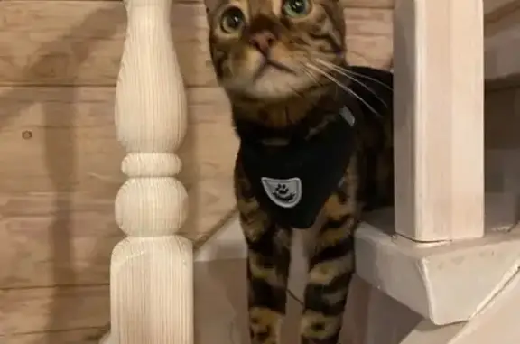 Кошки потеряшки, Пермский край, фото: Потеряшка кошка в Канабеково, Пермский край