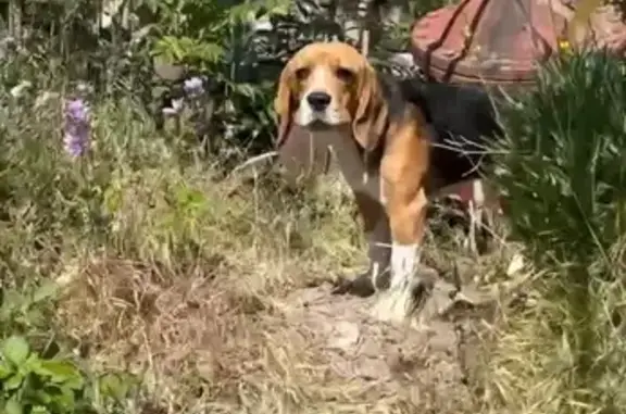 Найдена собака, Севастополь, фото: Бигль найден на Вакуленчука 29, Севастополь