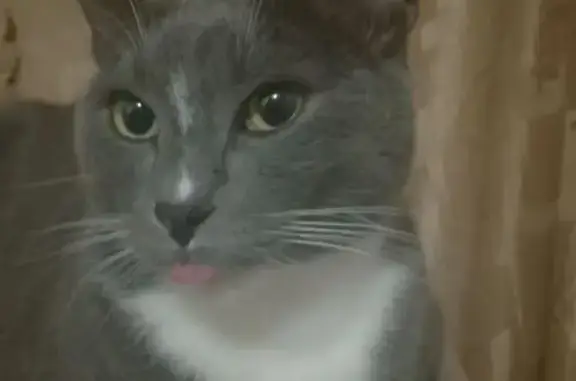 Пропала кошка, ул. Новоженова, 2, Тейково