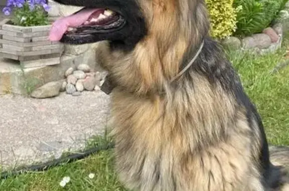 Собаки потеряшки, , фото: Потеряшка собака, ул. Центральная, 11