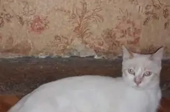 Найдена кошка, Санкт-Петербург, фото: Кошка найдена: СПб, Белый с рыжим