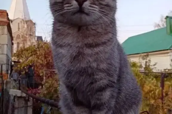 Пропал серый кот, ул. Набережная, 26