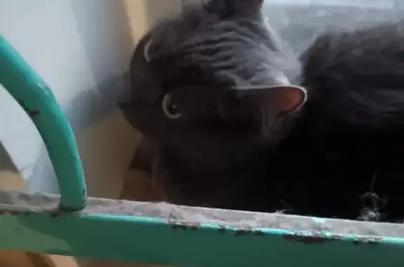 Кошка найдена: Петрозаводск, Мерецкова 20