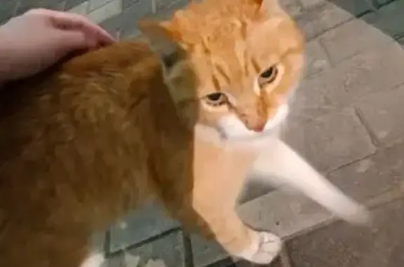 Кошка найдена: Ставропольская 160, Тюмень